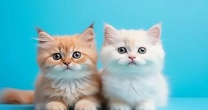 Rüyada 2 Kedi Görmek Ne Anlama Gelir?